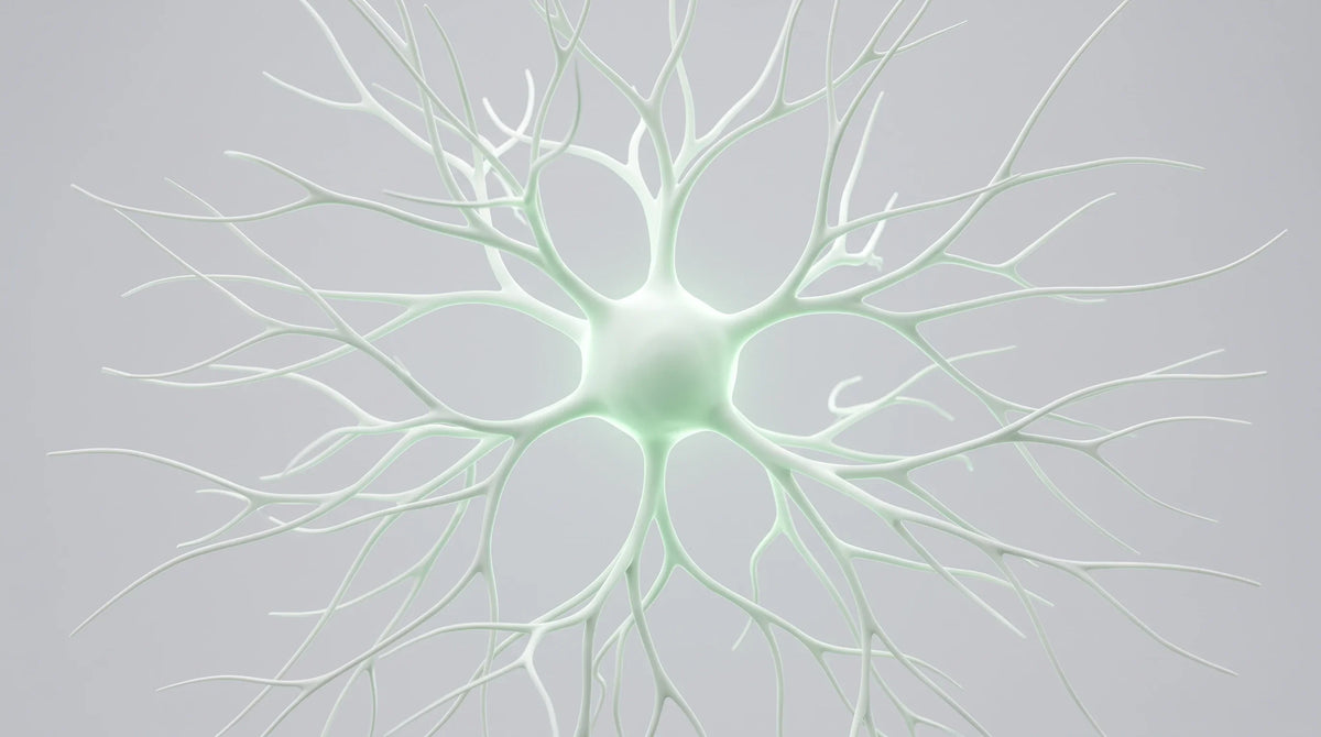 Illustration of a neuron with branching connections
