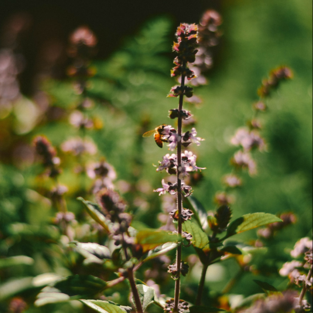 Holy Basil