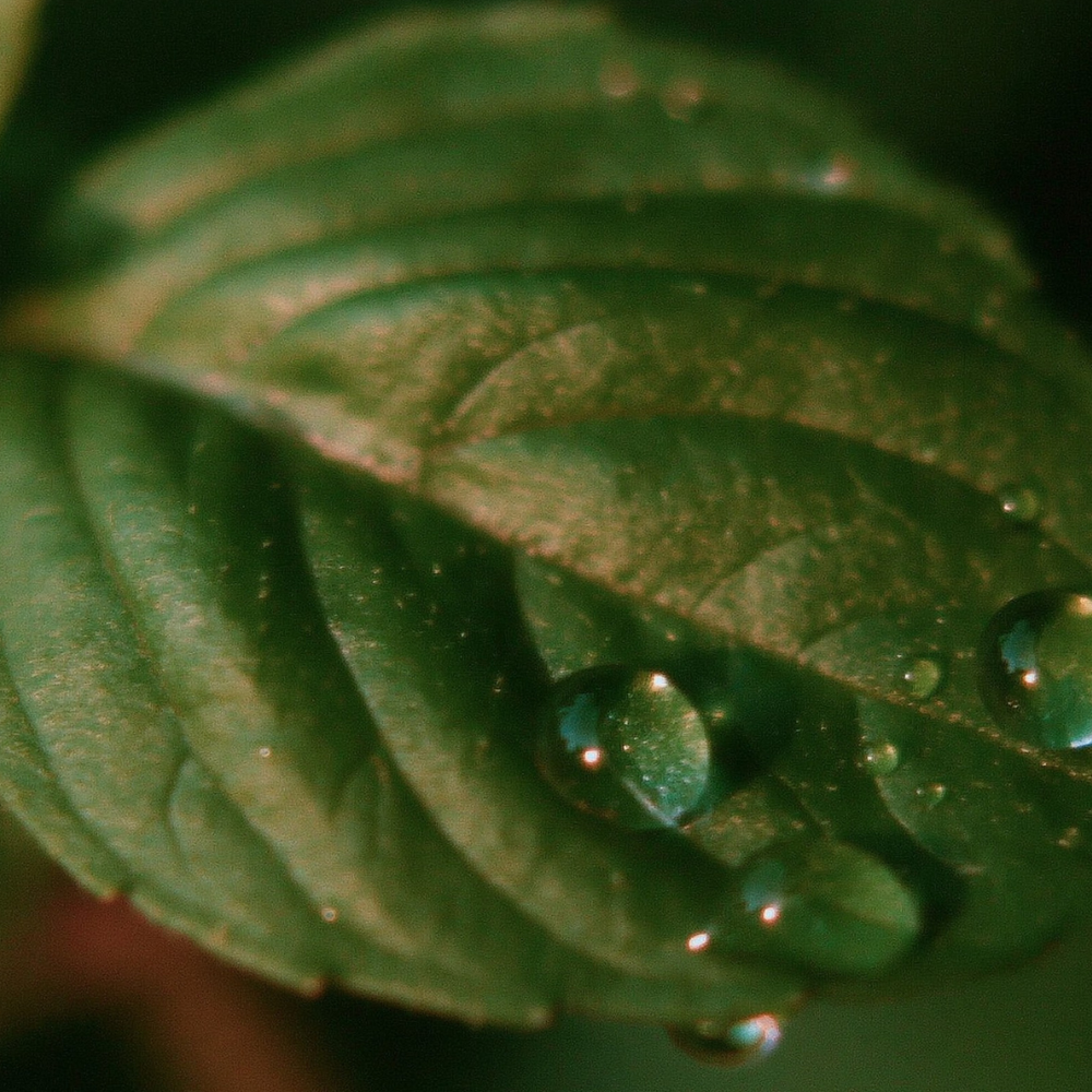 Holy Basil